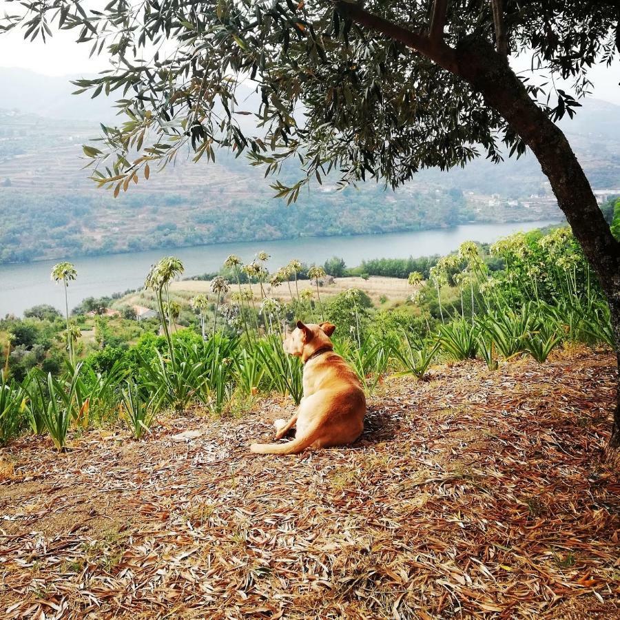 Casa Da Mouta - Douro Valley Baião Exteriér fotografie
